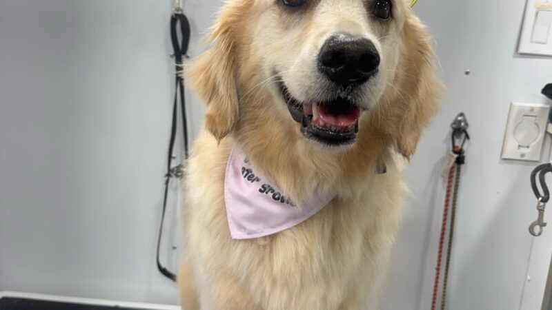 Zoomin Groomin - ,