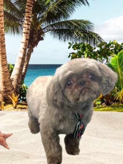 Zoomin Groomin - ,