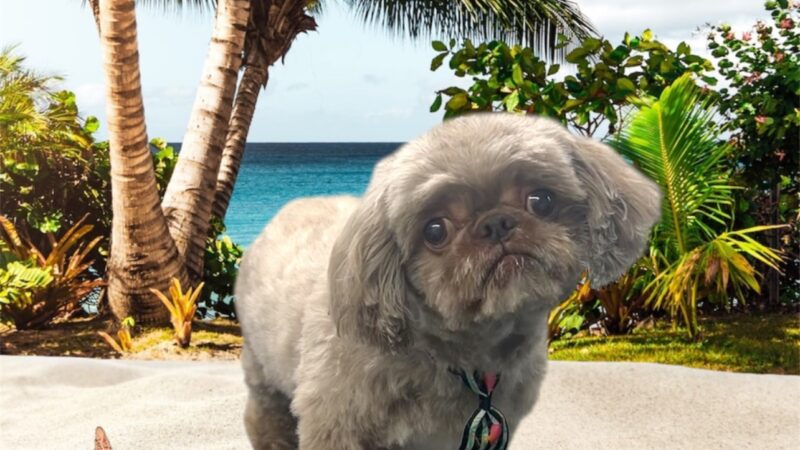 Zoomin Groomin - ,