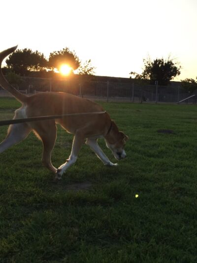 Aaron's Paw Patrol - ,