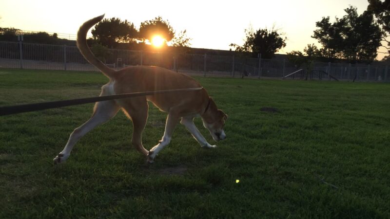 Aaron's Paw Patrol - ,