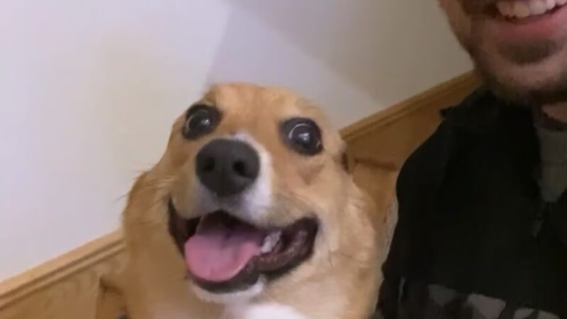 Aaron's Paw Patrol - ,