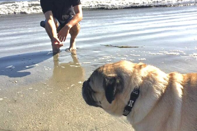 Aaron's Paw Patrol - ,