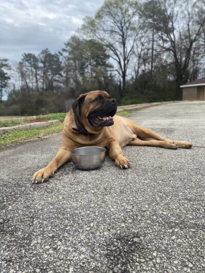 Chestnut Street Park - Abbeville, SC