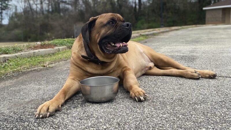 Chestnut Street Park - Abbeville, SC