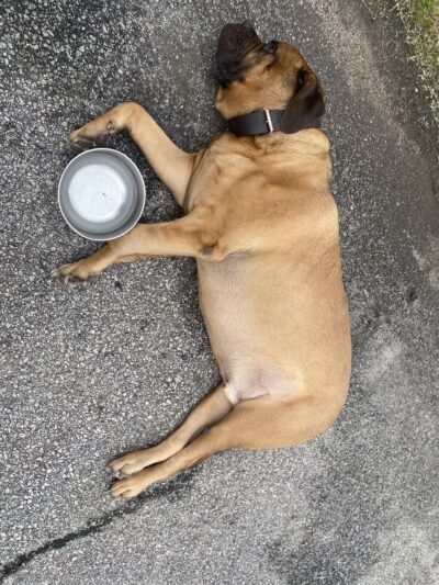 Chestnut Street Park - Abbeville, SC