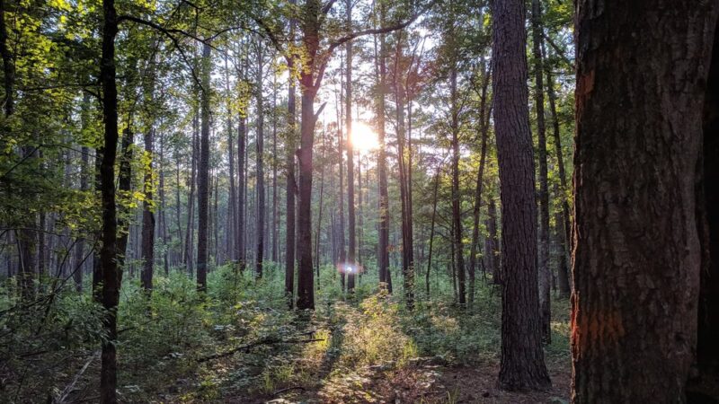 Long Cane Scenic Area - Abbeville, SC