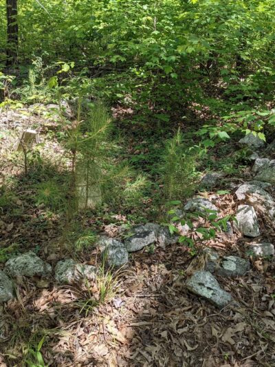 Long Cane Scenic Area - Abbeville, SC