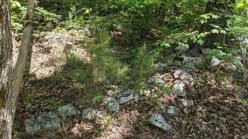 Long Cane Scenic Area - Abbeville, SC