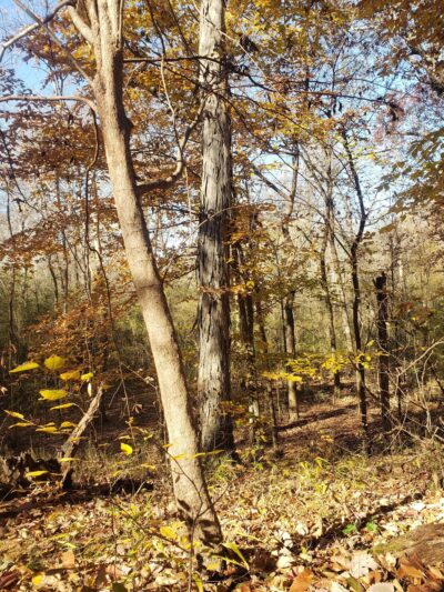 Long Cane Scenic Area - Abbeville, SC