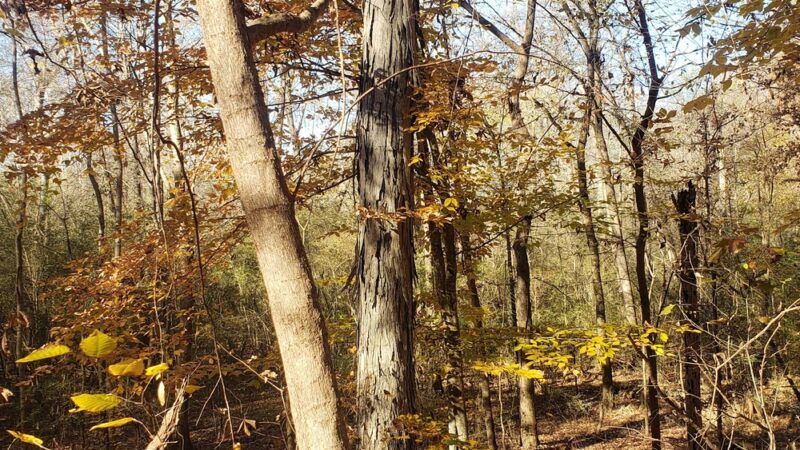 Long Cane Scenic Area - Abbeville, SC