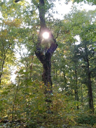 Long Cane Scenic Area - Abbeville, SC
