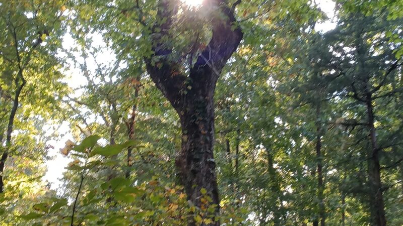 Long Cane Scenic Area - Abbeville, SC