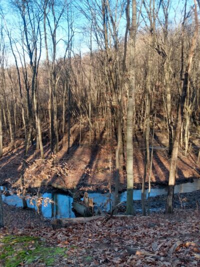 Freneau Woods Park - Aberdeen Township, NJ
