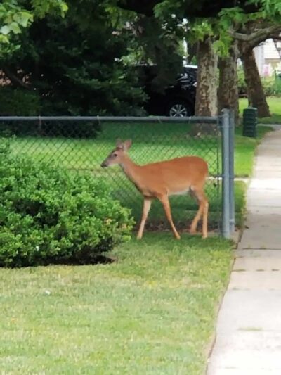 Ivyhill Park - Aberdeen Township, NJ