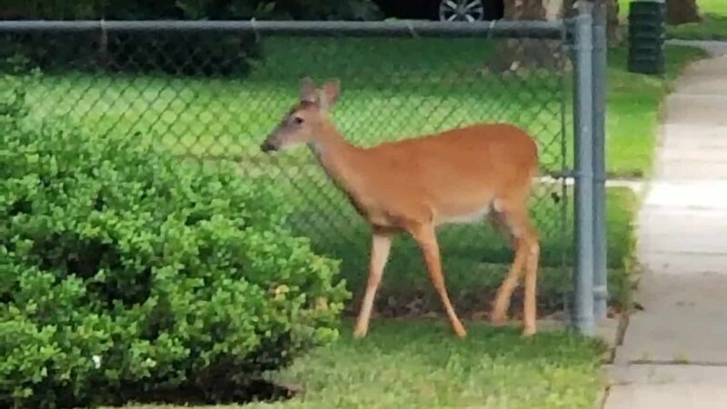 Ivyhill Park - Aberdeen Township, NJ