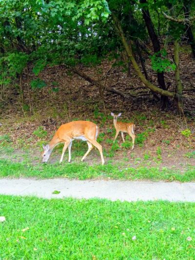 Ivyhill Park - Aberdeen Township, NJ