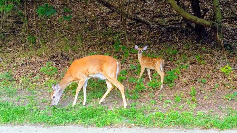 Ivyhill Park - Aberdeen Township, NJ