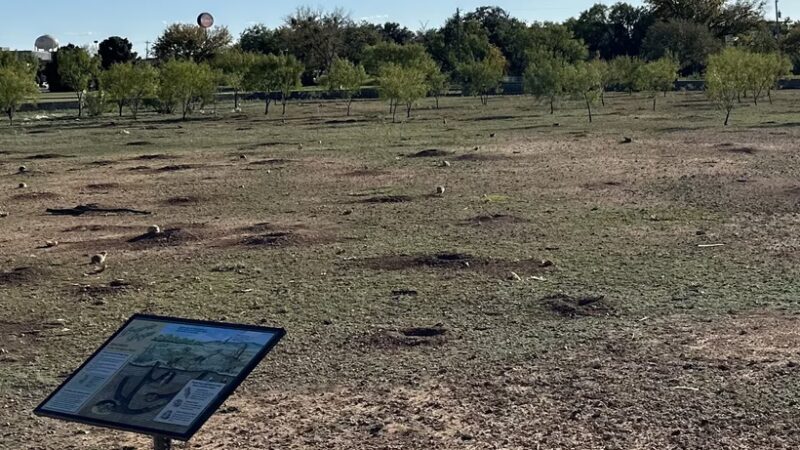 Prairie Dog Preserve - Abilene, TX