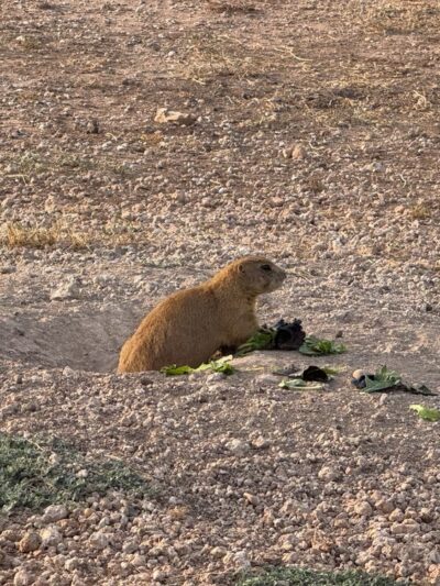 Prairie Dog Preserve - Abilene, TX