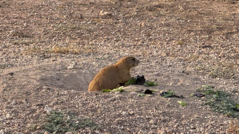 Prairie Dog Preserve - Abilene, TX