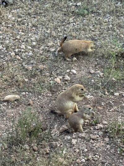 Prairie Dog Preserve - Abilene, TX