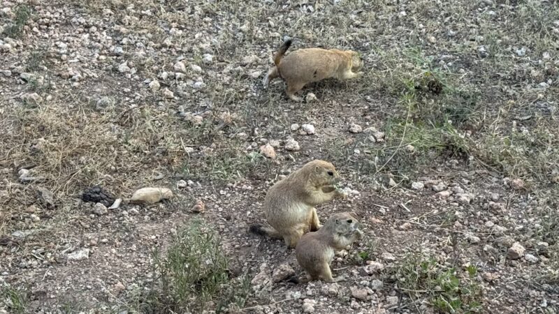 Prairie Dog Preserve - Abilene, TX