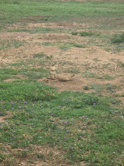 Prairie Dog Preserve - Abilene, TX