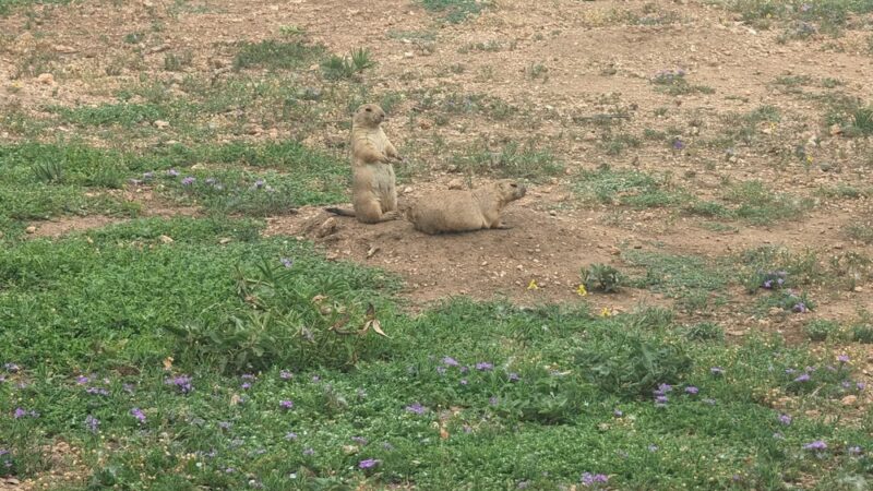 Prairie Dog Preserve - Abilene, TX