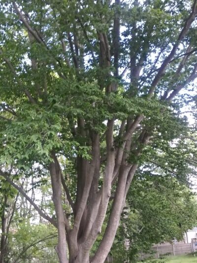 Green St Park - Abington, MA
