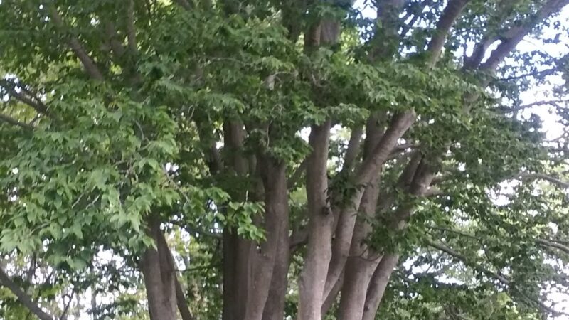 Green St Park - Abington, MA
