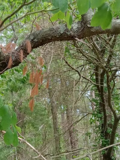 Pope Park - Acushnet, MA