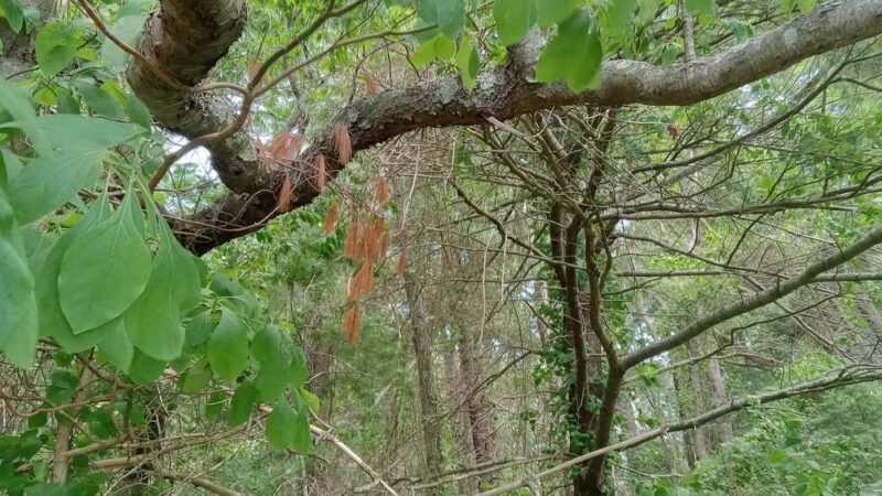 Pope Park - Acushnet, MA