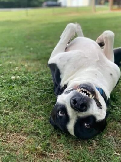 Hanson Hill Farm - Adairsville, GA