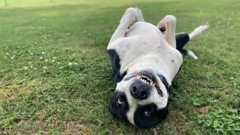 Hanson Hill Farm - Adairsville, GA