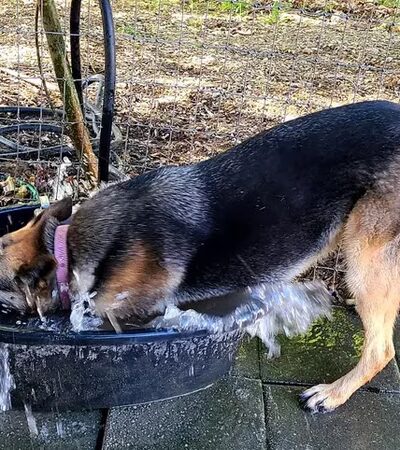 Hanson Hill Farm - Adairsville, GA