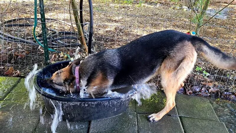 Hanson Hill Farm - Adairsville, GA