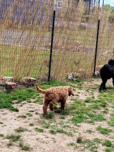 Hanson Hill Farm - Adairsville, GA