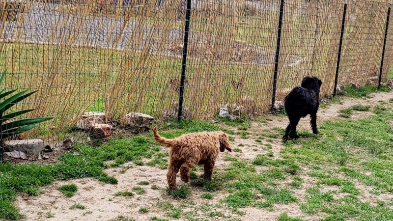 Hanson Hill Farm - Adairsville, GA