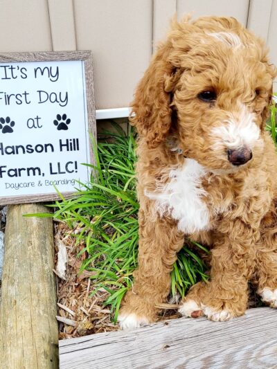 Hanson Hill Farm - Adairsville, GA