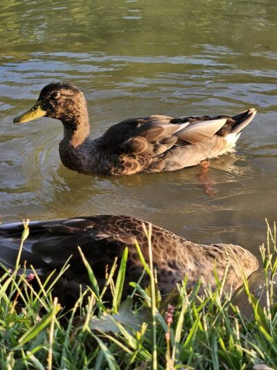 Manning Mill Park - Adairsville, GA