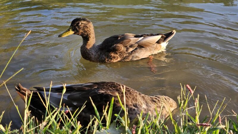 Manning Mill Park - Adairsville, GA