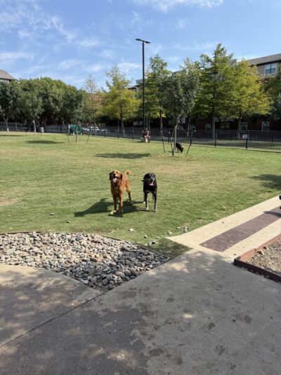 Spruill dog park - Addison, TX