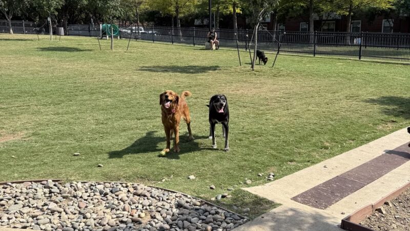 Spruill dog park - Addison, TX