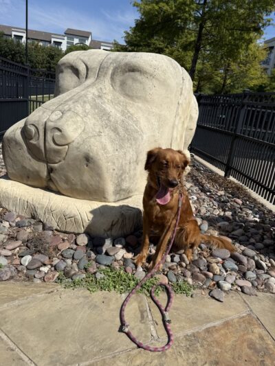 Spruill dog park - Addison, TX