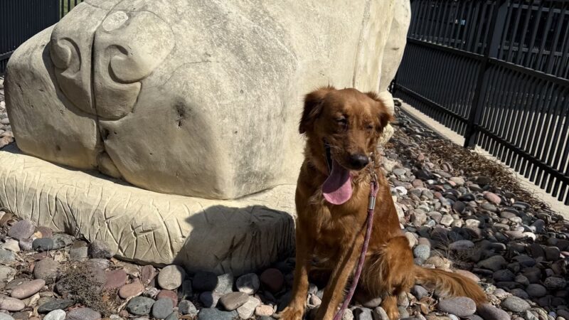 Spruill dog park - Addison, TX