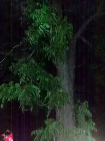 Alston Park - Ailey, GA
