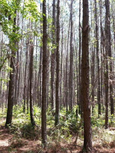 Mill Creek Preserve - Alachua, FL