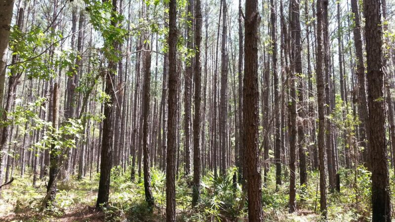 Mill Creek Preserve - Alachua, FL