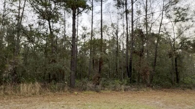 Mill Creek Preserve - Alachua, FL